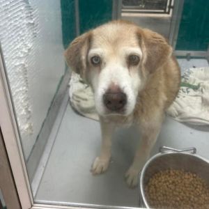 Katherine, Senior Female Yellow Labrador Retriever