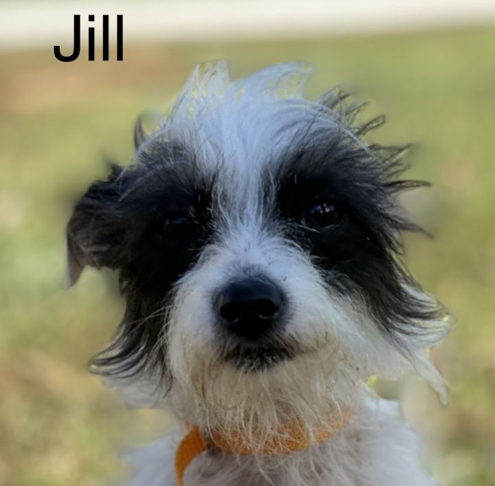 Jill 1