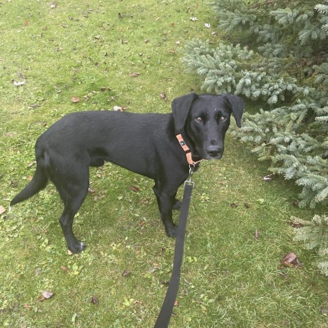 Jethro, an adoptable Black Labrador Retriever in Duluth, MN, 55803 | Photo Image 1