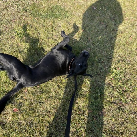 Jethro, an adoptable Black Labrador Retriever in Duluth, MN, 55803 | Photo Image 2