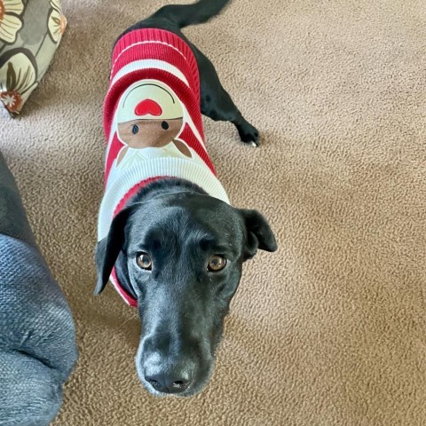 Jethro, an adoptable Black Labrador Retriever in Duluth, MN, 55803 | Photo Image 4