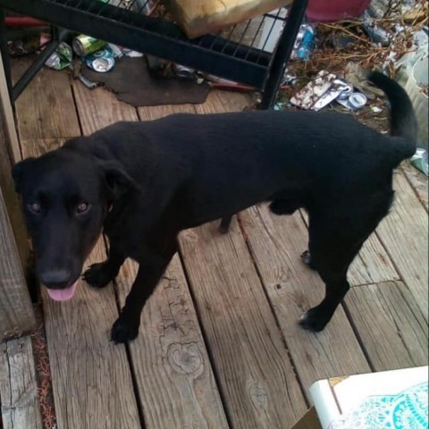 Jethro, an adoptable Black Labrador Retriever in Duluth, MN, 55803 | Photo Image 5