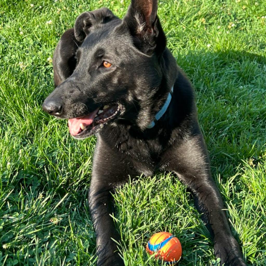 Shadow, an adoptable German Shepherd Dog, Labrador Retriever in Eagle Mountain, UT, 84005 | Photo Image 1
