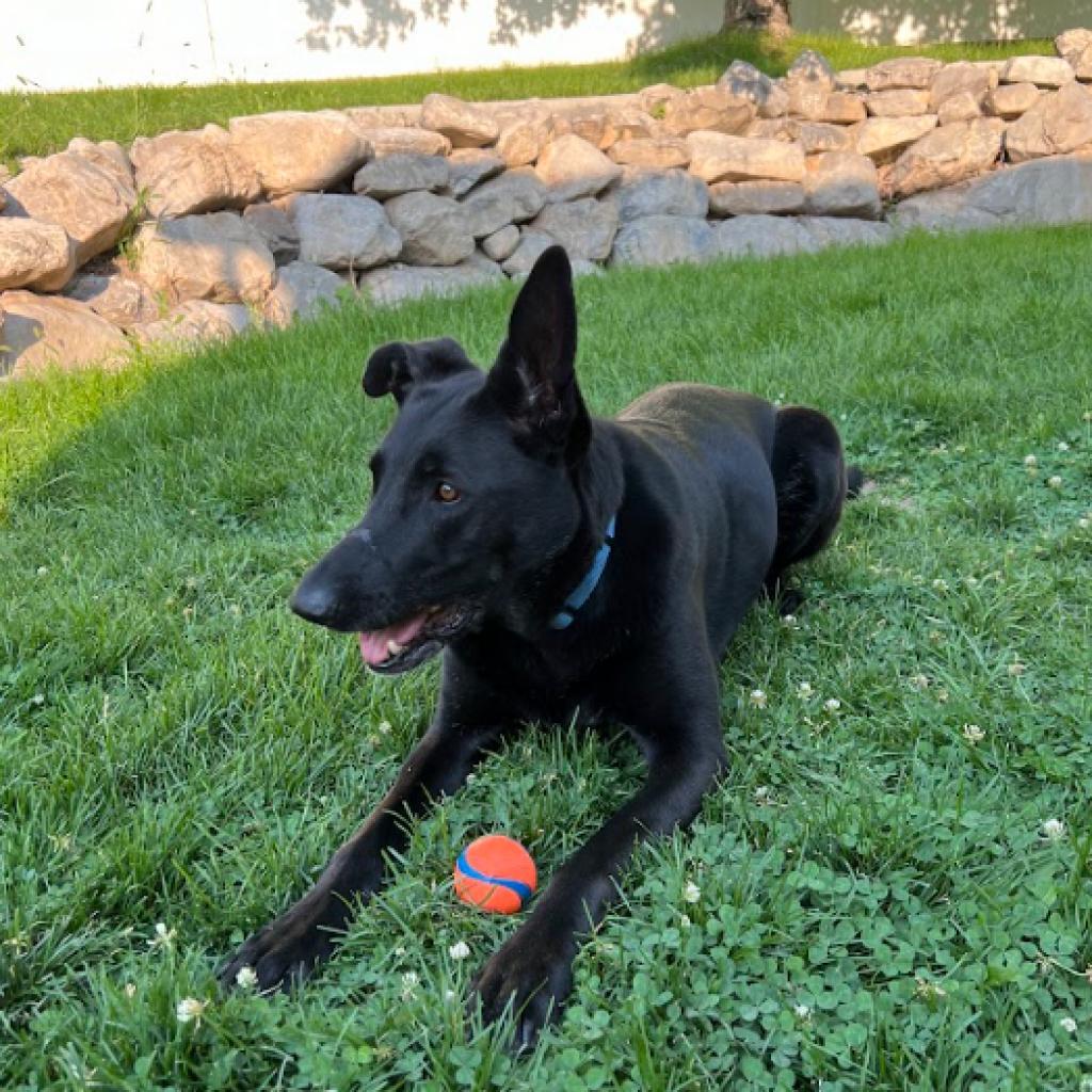 Shadow, an adoptable German Shepherd Dog, Labrador Retriever in Eagle Mountain, UT, 84005 | Photo Image 2
