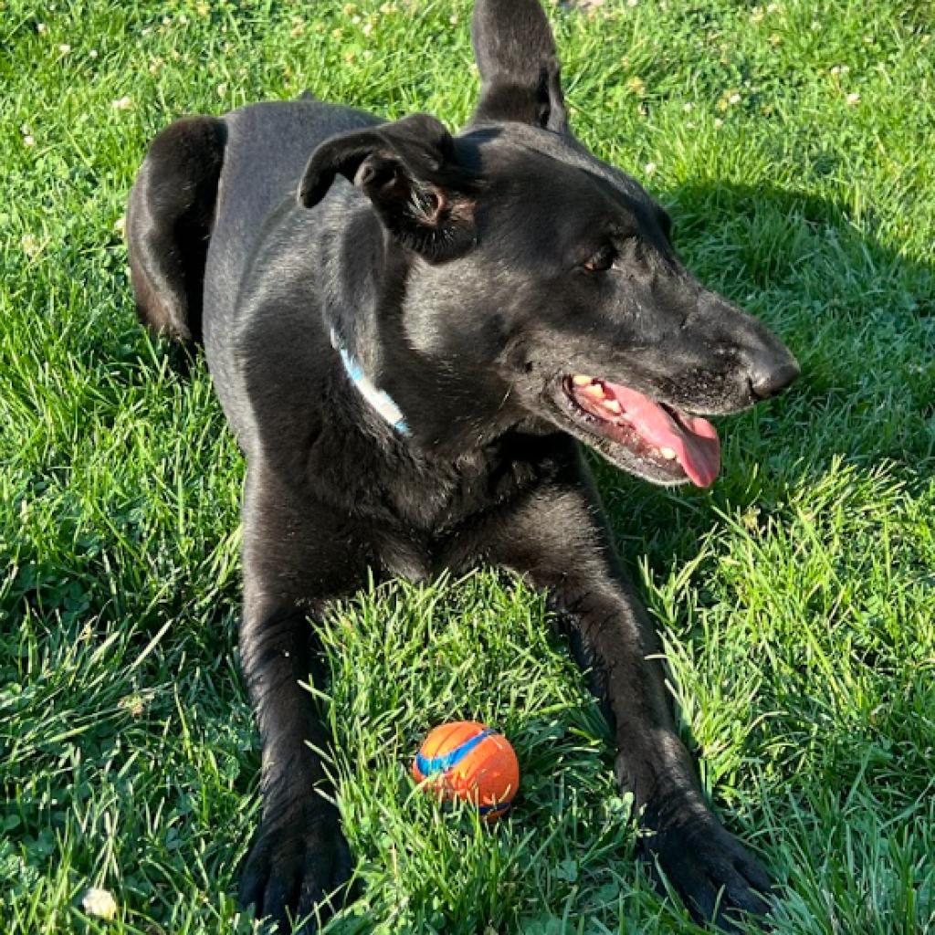 Shadow, an adoptable German Shepherd Dog, Labrador Retriever in Eagle Mountain, UT, 84005 | Photo Image 3