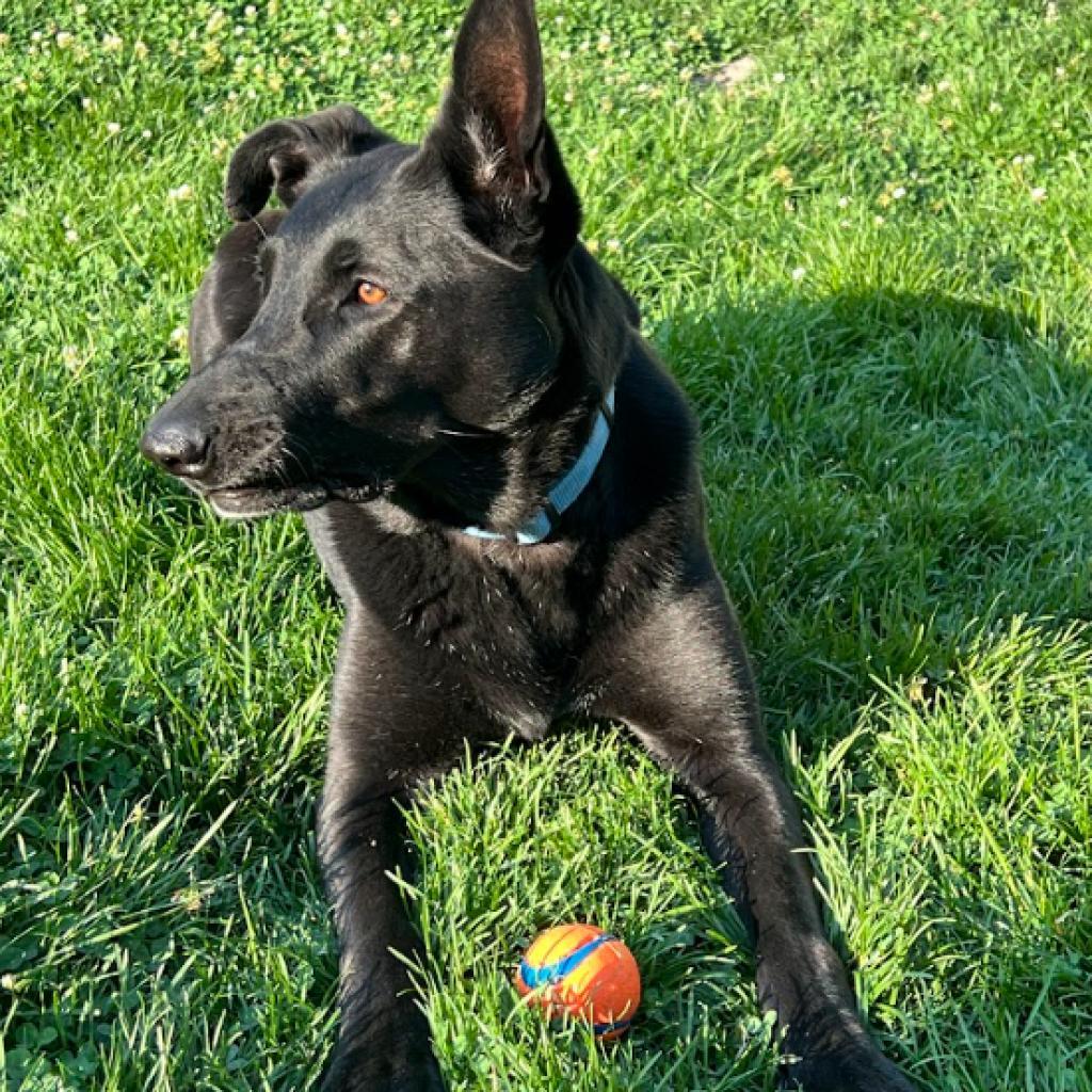 Shadow, an adoptable German Shepherd Dog, Labrador Retriever in Eagle Mountain, UT, 84005 | Photo Image 4
