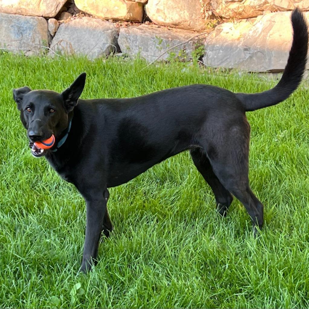 Shadow, an adoptable German Shepherd Dog, Labrador Retriever in Eagle Mountain, UT, 84005 | Photo Image 5