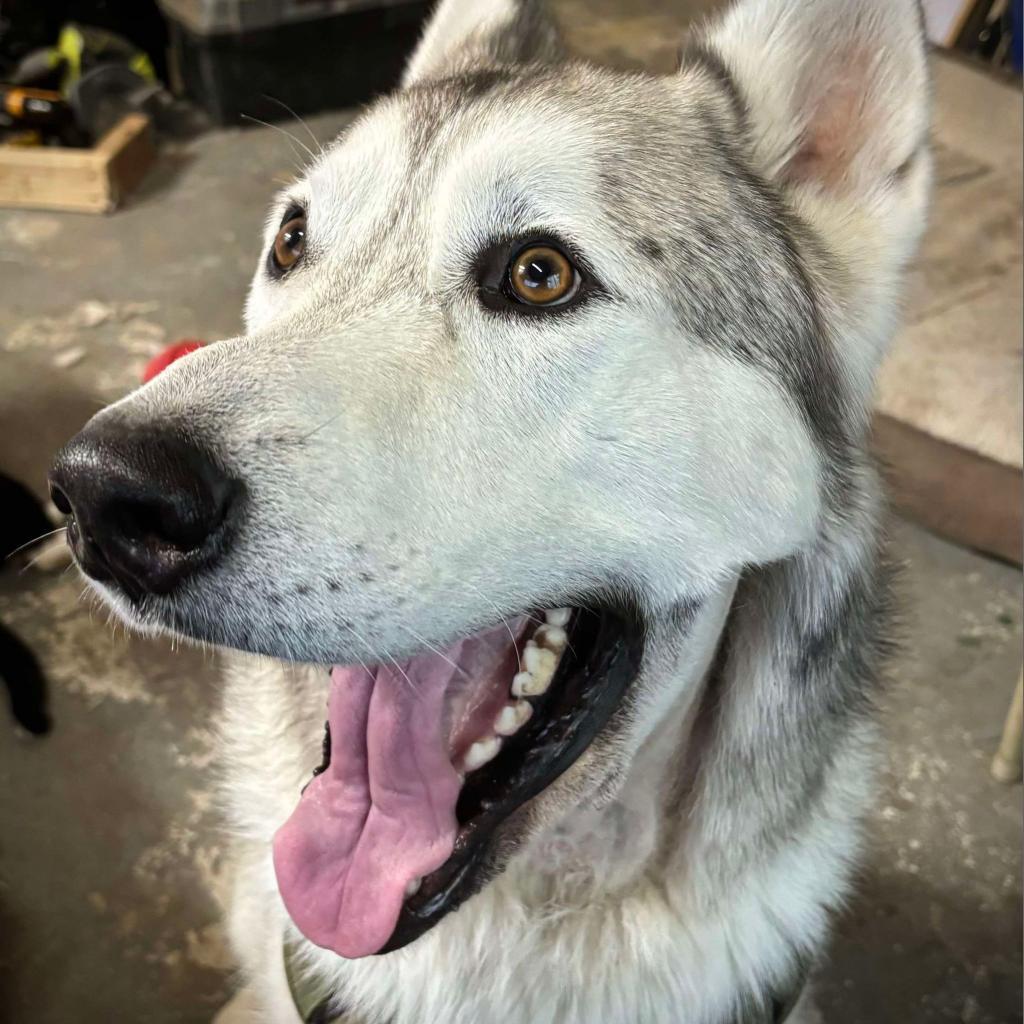 Viking Estes, an adoptable Alaskan Malamute, Mixed Breed in Eagle Mountain, UT, 84005 | Photo Image 1