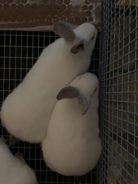**Courtesy Post** Burnt Marshmallow "Malo 2