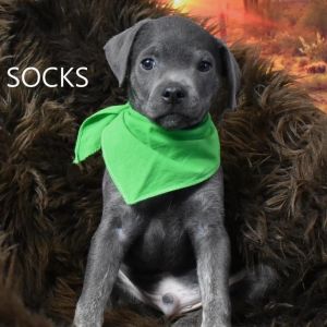 Socks