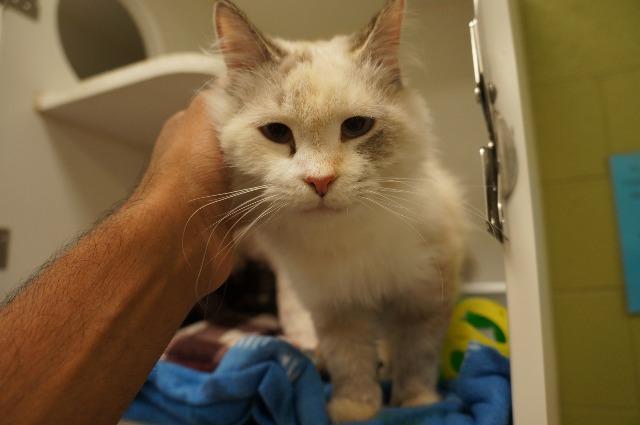 Mulan (lowell), an adoptable Himalayan in Johnson City, TN, 37604 | Photo Image 1