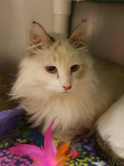 Mulan (lowell), an adoptable Himalayan in Johnson City, TN, 37604 | Photo Image 2