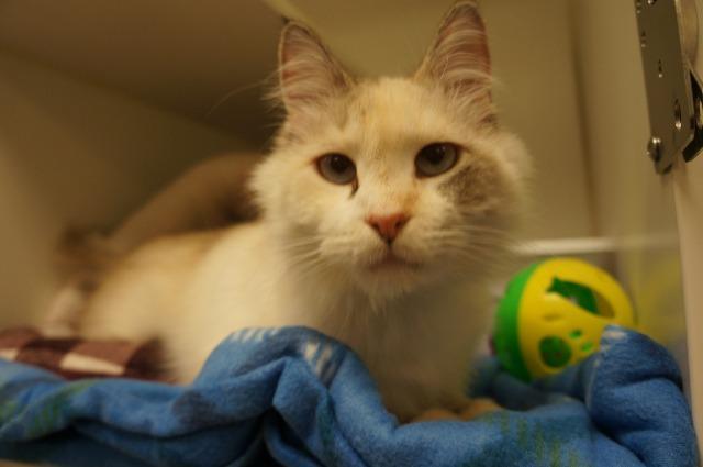 Mulan (lowell), an adoptable Himalayan in Johnson City, TN, 37604 | Photo Image 3