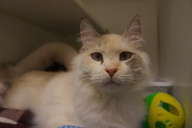 Mulan (lowell), an adoptable Himalayan in Johnson City, TN, 37604 | Photo Image 4