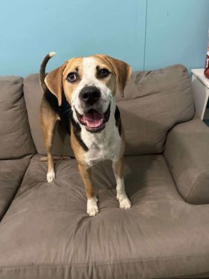 Bentley, Adult Male Hound