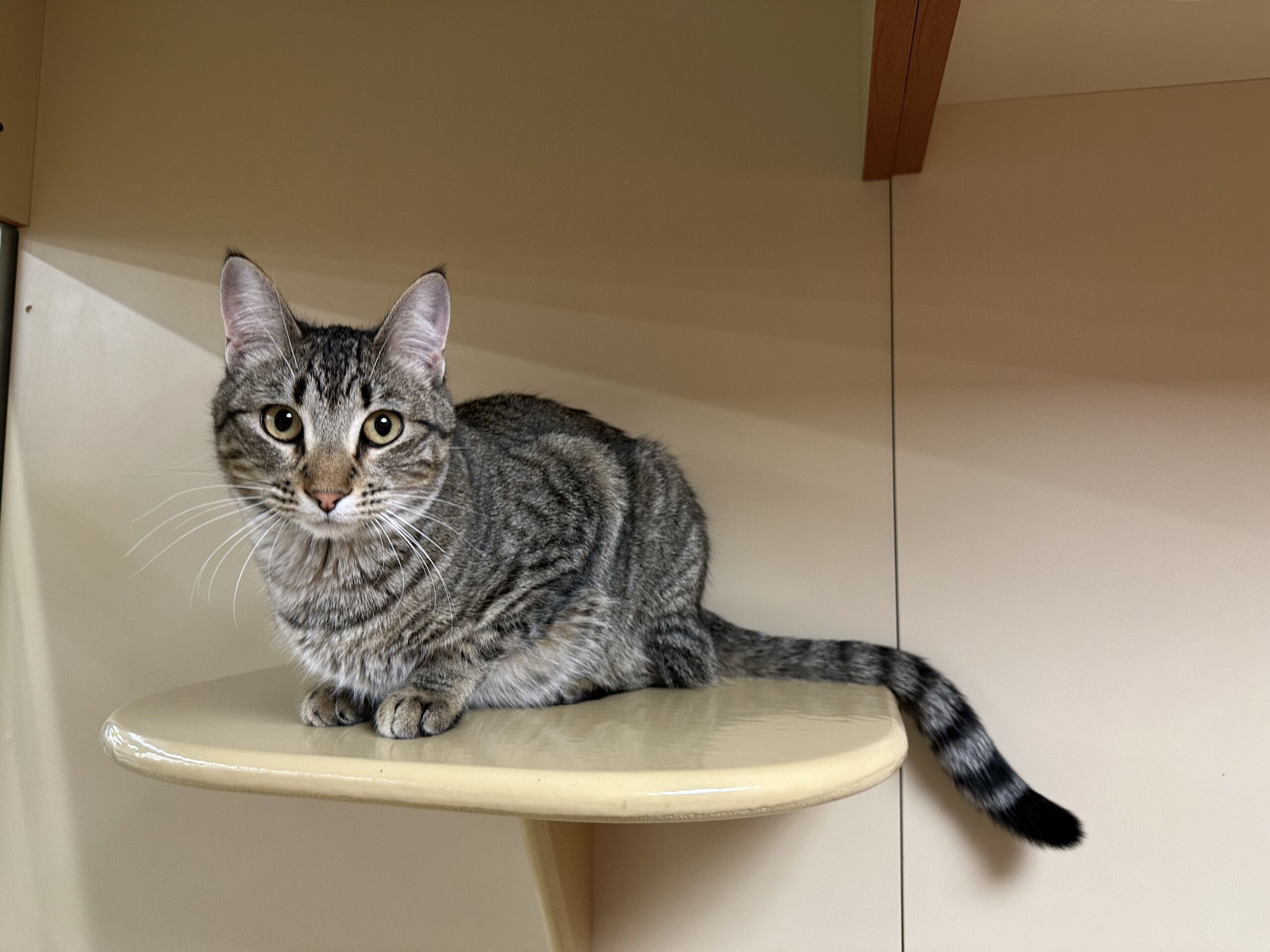 Cleo, an adoptable Domestic Short Hair in Edmond, OK, 73012 | Photo Image 1