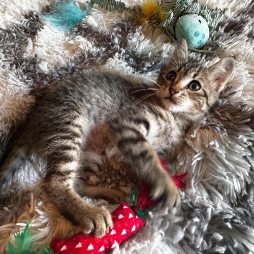 Cleo, an adoptable Domestic Short Hair in Edmond, OK, 73012 | Photo Image 2