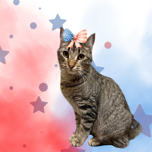 Cleo, an adoptable Domestic Short Hair in Edmond, OK, 73012 | Photo Image 2