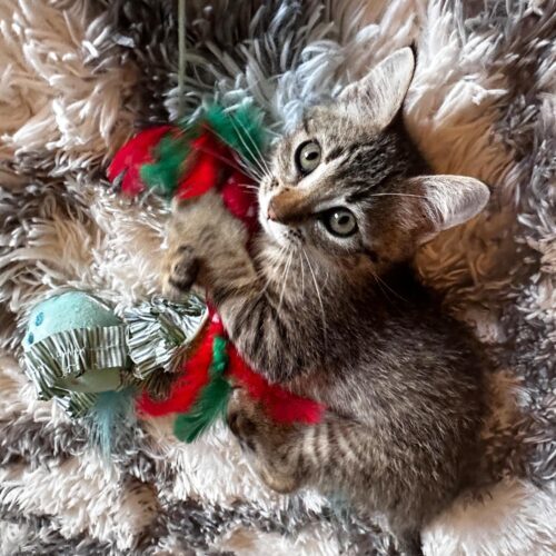 Cleo, an adoptable Domestic Short Hair in Edmond, OK, 73012 | Photo Image 3