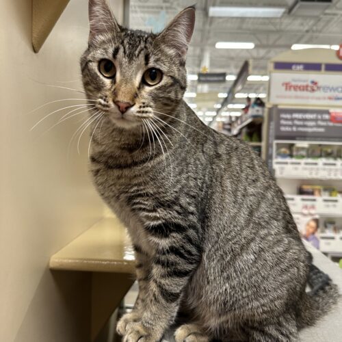Cleo, an adoptable Domestic Short Hair in Edmond, OK, 73012 | Photo Image 3