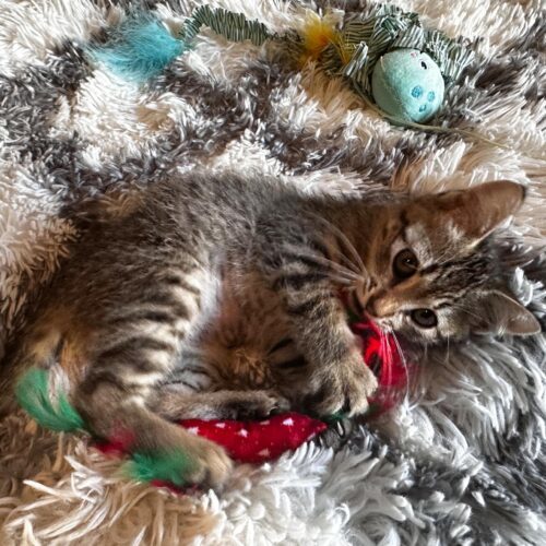Cleo, an adoptable Domestic Short Hair in Edmond, OK, 73012 | Photo Image 4
