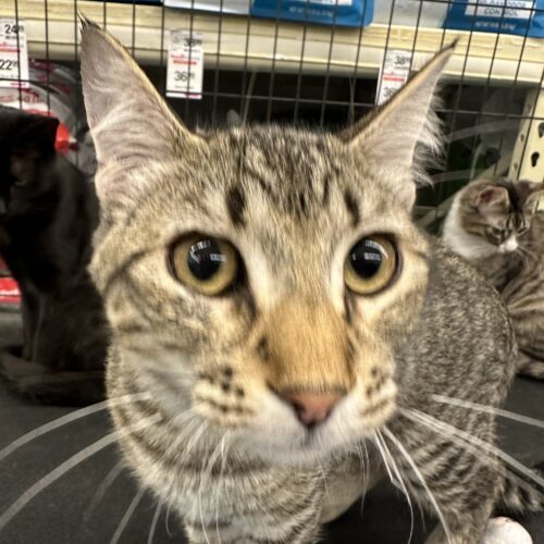 Cleo, an adoptable Domestic Short Hair in Edmond, OK, 73012 | Photo Image 4