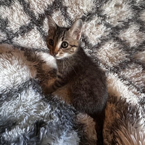 Cleo, an adoptable Domestic Short Hair in Edmond, OK, 73012 | Photo Image 5