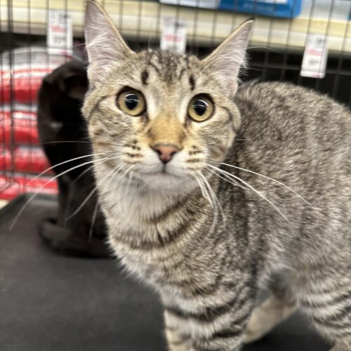 Cleo, an adoptable Domestic Short Hair in Edmond, OK, 73012 | Photo Image 5