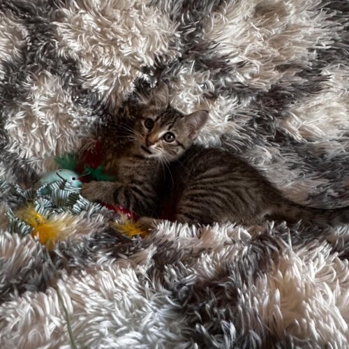 Cleo, an adoptable Domestic Short Hair in Edmond, OK, 73012 | Photo Image 6