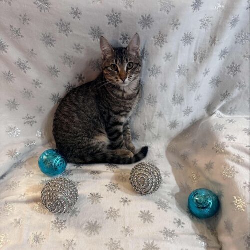 Cleo, an adoptable Domestic Short Hair in Edmond, OK, 73012 | Photo Image 6