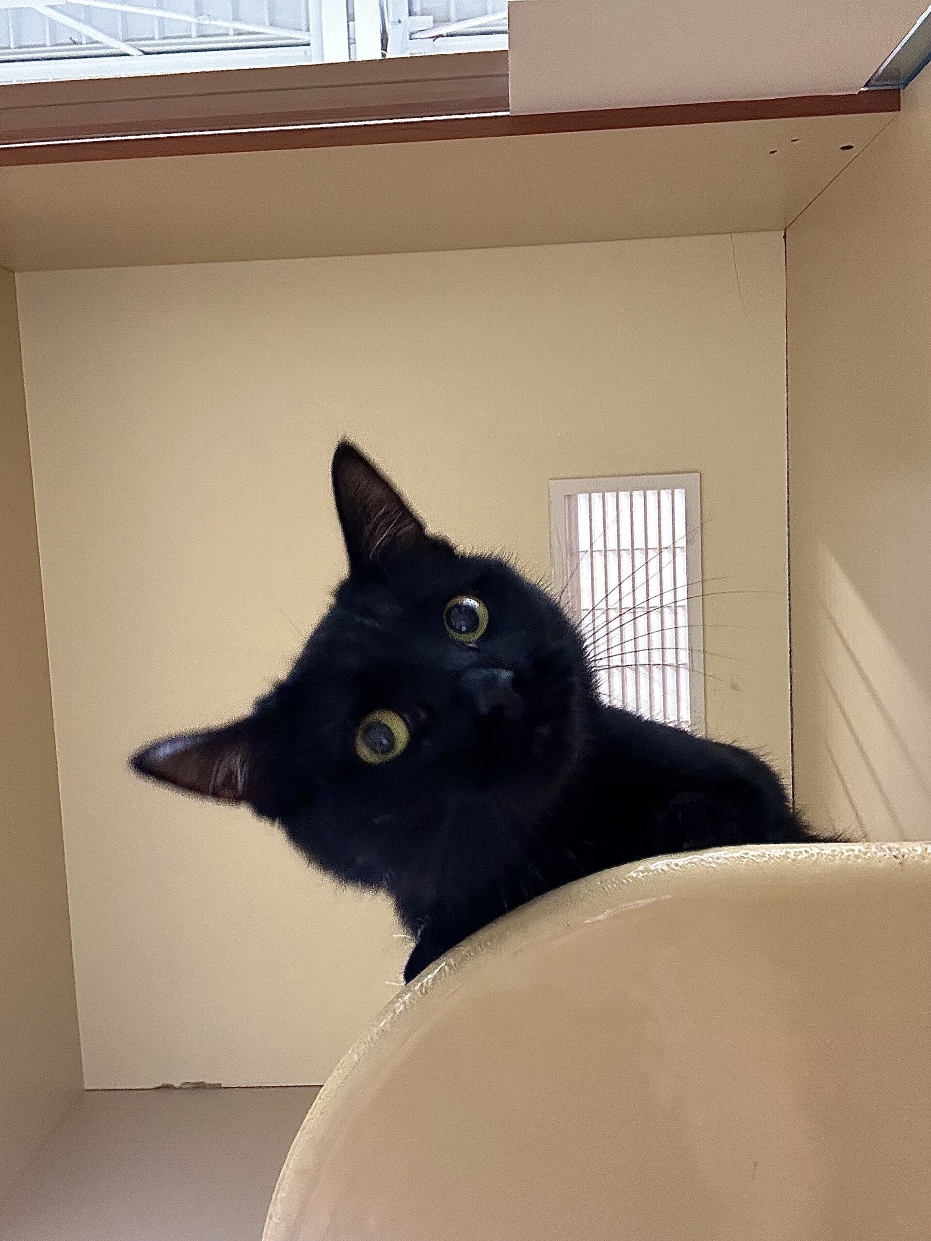 Jaguar, an adoptable Domestic Short Hair in Edmond, OK, 73012 | Photo Image 1