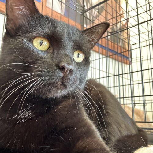 Jaguar, an adoptable Domestic Short Hair in Edmond, OK, 73012 | Photo Image 2