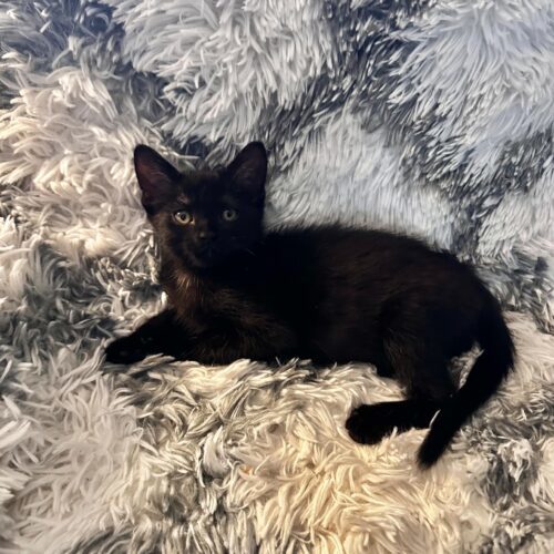 Jaguar, an adoptable Domestic Short Hair in Edmond, OK, 73012 | Photo Image 3