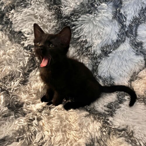 Jaguar, an adoptable Domestic Short Hair in Edmond, OK, 73012 | Photo Image 4
