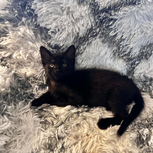 Jaguar, an adoptable Domestic Short Hair in Edmond, OK, 73012 | Photo Image 5