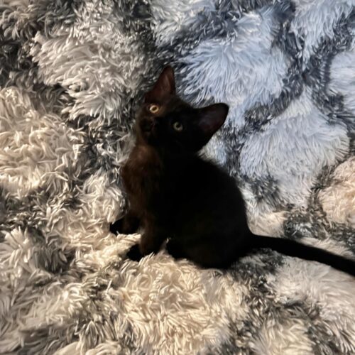 Jaguar, an adoptable Domestic Short Hair in Edmond, OK, 73012 | Photo Image 6