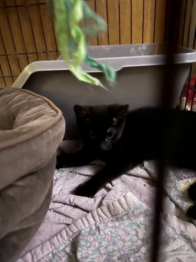 Spike, an adoptable Domestic Short Hair in Moses Lake, WA, 98837 | Photo Image 1