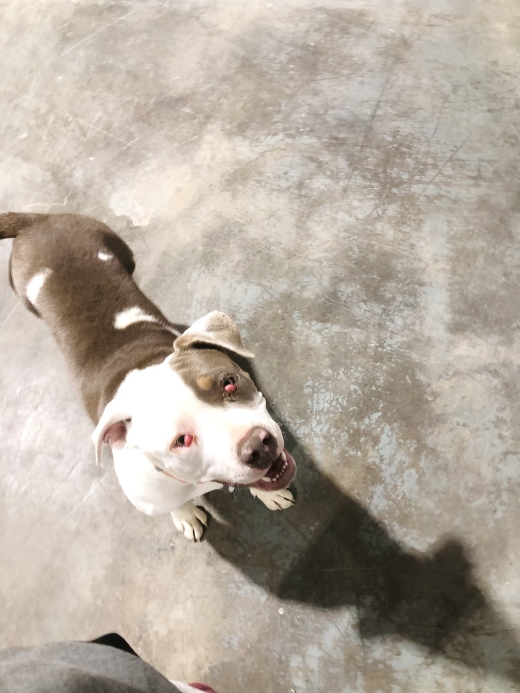 Violet, an adoptable Pit Bull Terrier in Moses Lake, WA, 98837 | Photo Image 1