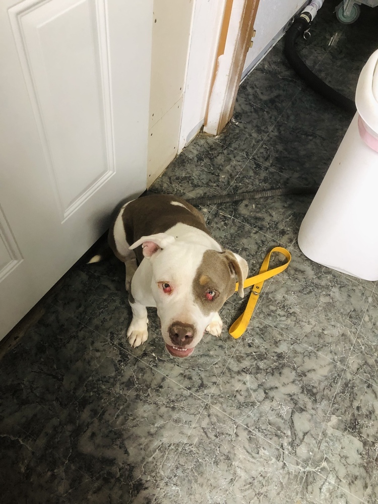 Violet, an adoptable Pit Bull Terrier in Moses Lake, WA, 98837 | Photo Image 2