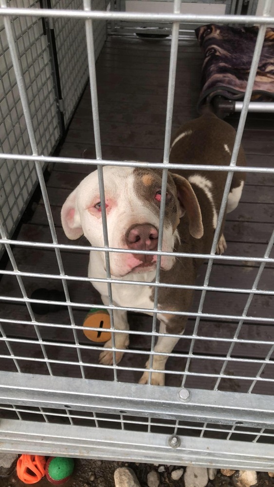 Violet, an adoptable Pit Bull Terrier in Moses Lake, WA, 98837 | Photo Image 3