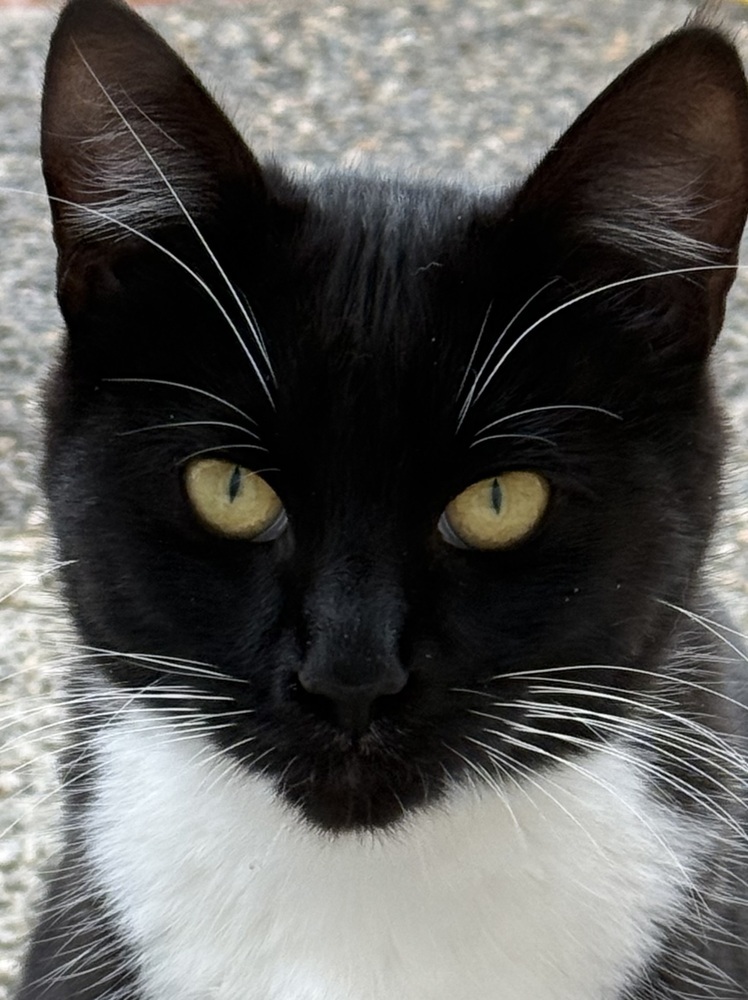 Poppy, an adoptable Domestic Medium Hair in Moses Lake, WA, 98837 | Photo Image 1