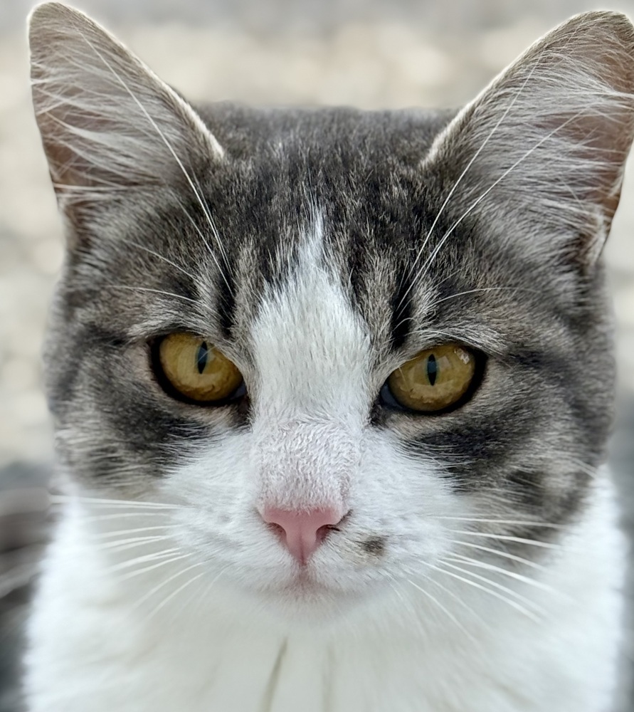 Marilyn, an adoptable Domestic Medium Hair in Moses Lake, WA, 98837 | Photo Image 1