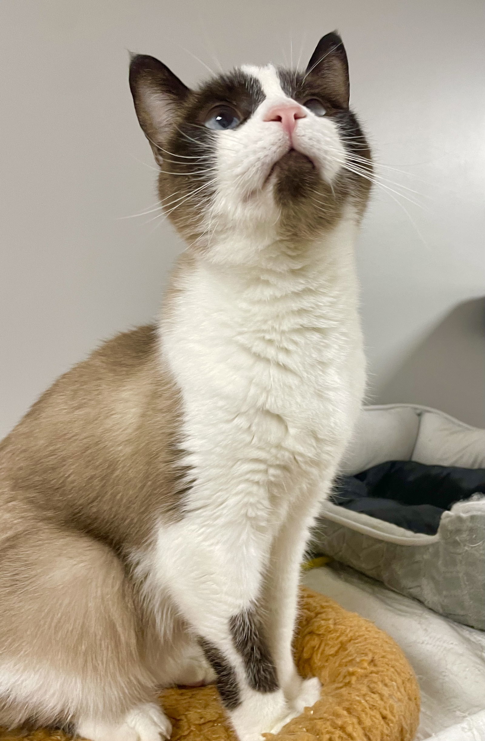 Primark, an adoptable Siamese, Snowshoe in Satellite Beach, FL, 32937 | Photo Image 1