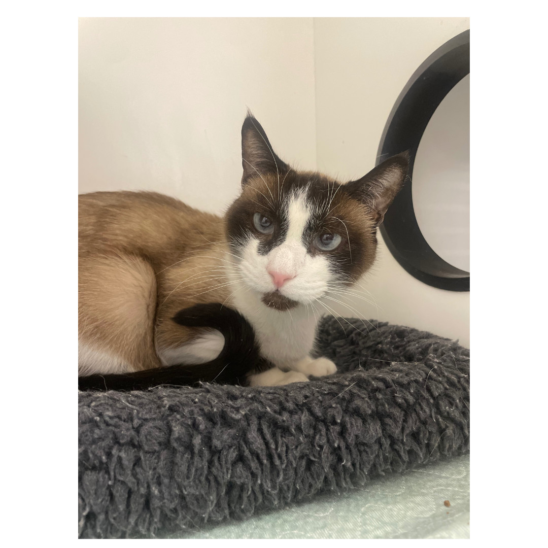 Primark, an adoptable Siamese, Snowshoe in Satellite Beach, FL, 32937 | Photo Image 2