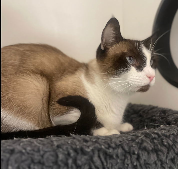 Primark, an adoptable Siamese, Snowshoe in Satellite Beach, FL, 32937 | Photo Image 3