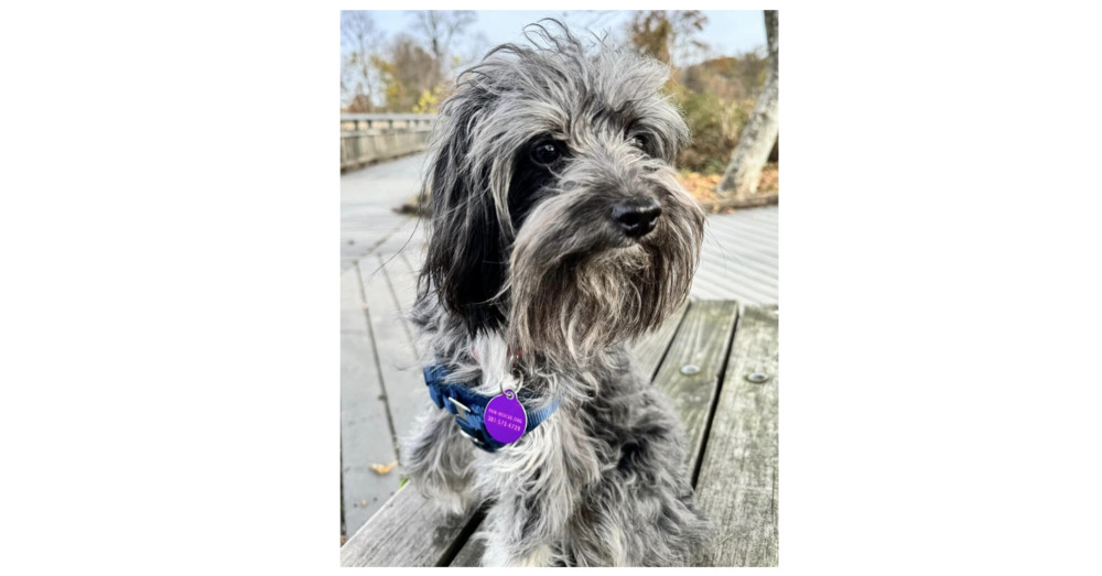 Miko, an adoptable Aussiedoodle in Greenbelt, MD, 20768 | Photo Image 1