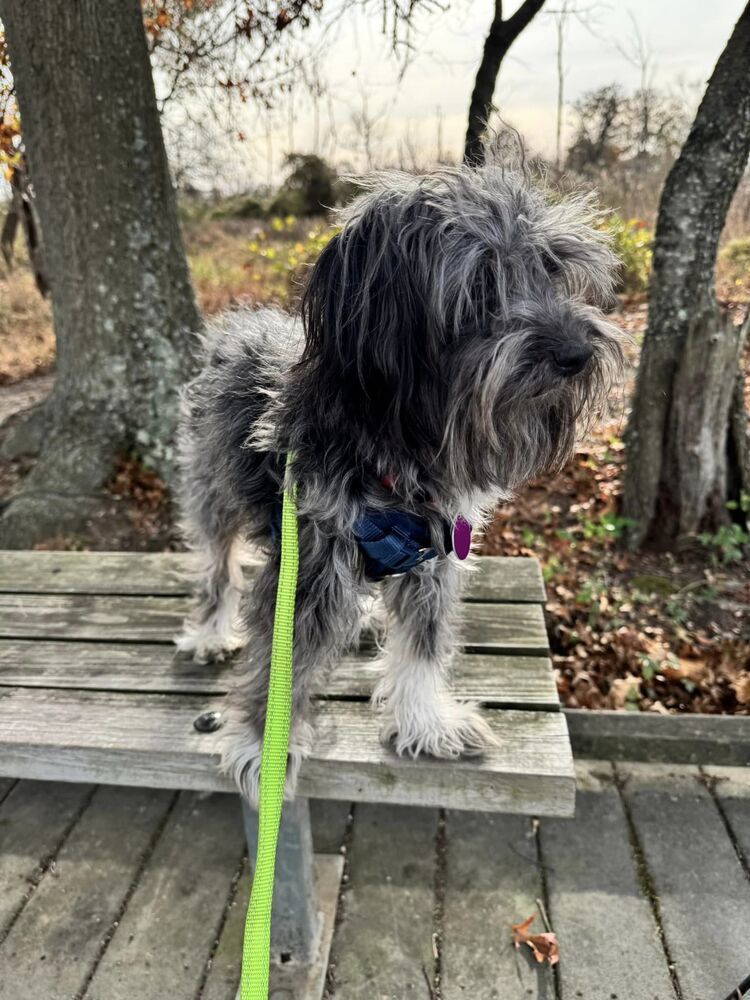 Miko, an adoptable Aussiedoodle in Greenbelt, MD, 20768 | Photo Image 2