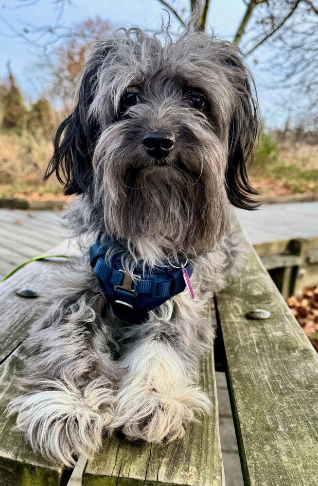 Miko, an adoptable Aussiedoodle in Greenbelt, MD, 20768 | Photo Image 3