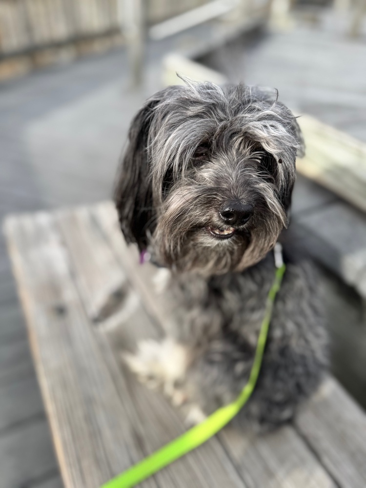 Miko, an adoptable Aussiedoodle in Greenbelt, MD, 20768 | Photo Image 4