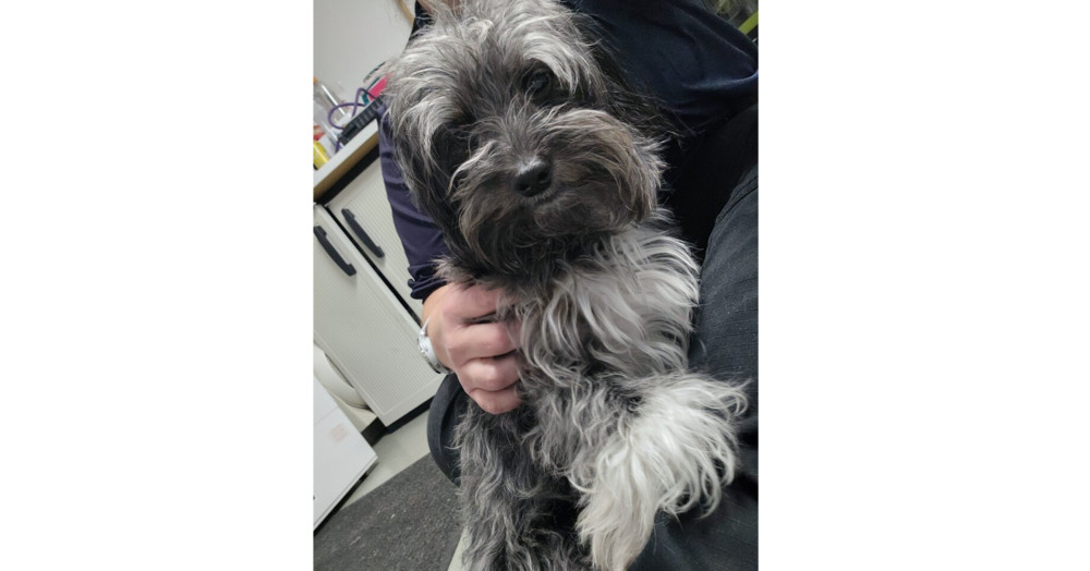 Miko, an adoptable Aussiedoodle in Greenbelt, MD, 20768 | Photo Image 5